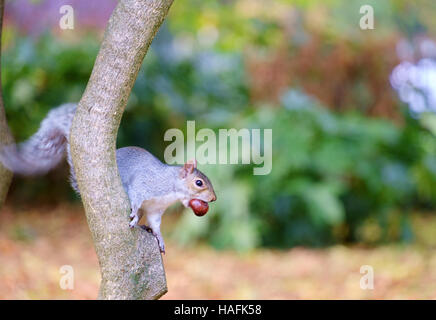 Grey Squirrel on tree trunk with horse chestnut in its mouth. Victoria Park, London, UK, Autumn 2016 Stock Photo