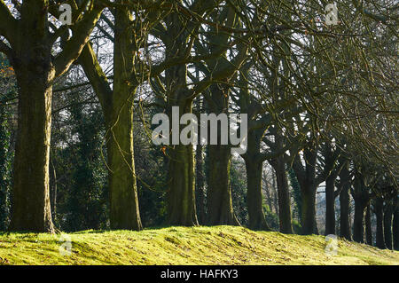 Row of trees in a London park in winter Stock Photo