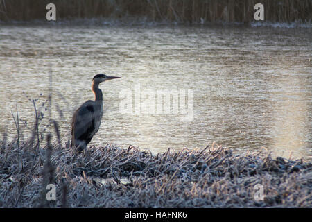 Grey heron (Ardea cinerea) on a frost winter's morning at Fleet Pond in Hampshire, UK Stock Photo