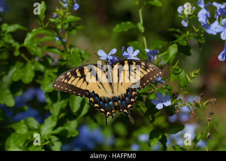 A female eastern swallowtail butterfly ( Papilio glaucus) on plumbago plant, Ponte Vedra beach, Florida, USA Stock Photo