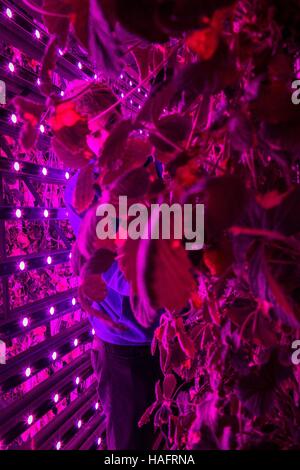 AGRICOOL, URBAN STRAWBERRY FARMING Stock Photo