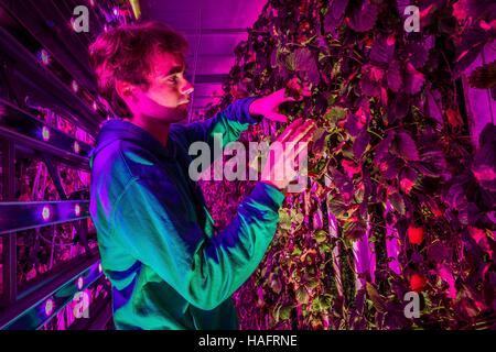 AGRICOOL, URBAN STRAWBERRY FARMING Stock Photo