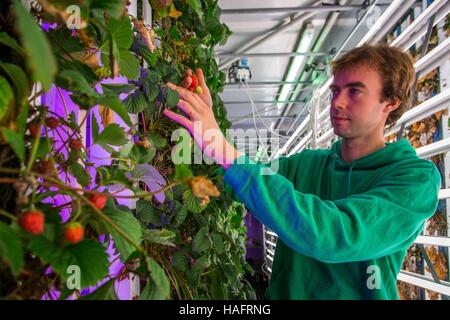 AGRICOOL, URBAN STRAWBERRY FARMING Stock Photo