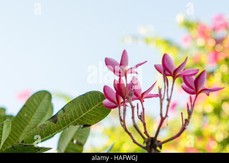 Red Plumeria flowers on a tree in a garden Stock Photo