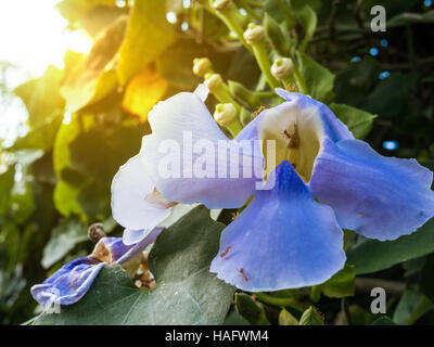 Thumbergia laurifolia flower or blue bengal trumpet vine with ants Stock Photo