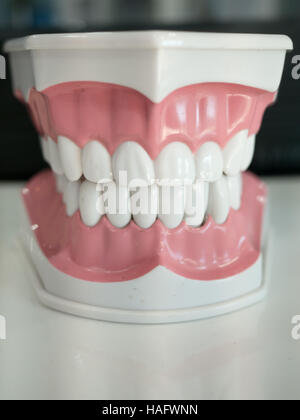 Dential model of a white teeth Stock Photo