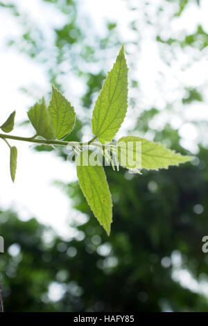 close up Jamaican cherry Leaves , nature background Stock Photo