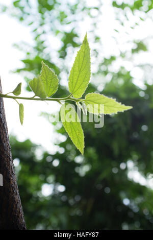 close up Jamaican cherry Leaves , nature background Stock Photo