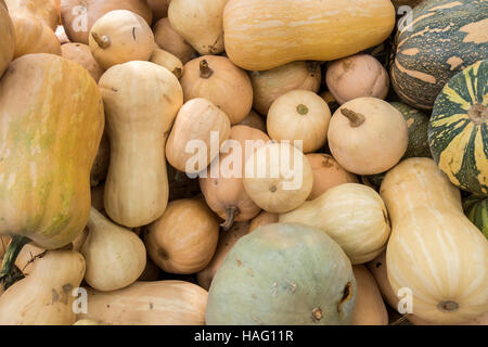 Pumpkins, Cucurbita argyrosperma, moschata, Butternut, maxima, cushaw Stock Photo