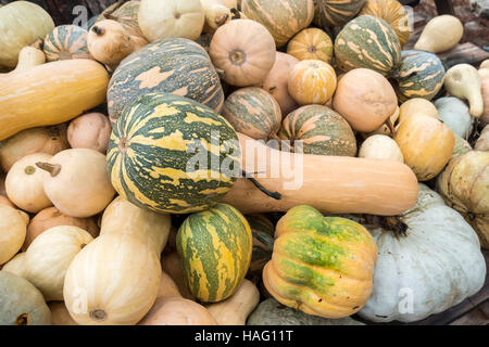 Pumpkins, Cucurbita argyrosperma, moschata, Butternut, maxima, cushaw Stock Photo