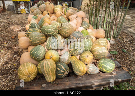 Pumpkins, Cucurbita argyrosperma, moschata, Butternut, maxima, cushaw Stock Photo