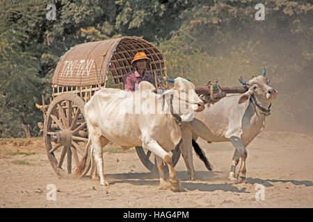 Bullock cart taxi at Bagan Stock Photo