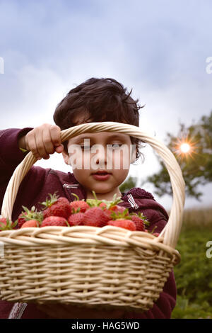 Little boy having fun on strawberry farm. Cute boy child eating healthy organic food, fresh berries. Stock Photo