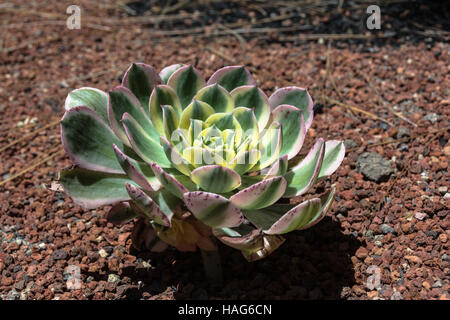 View of the Echeveria elegans in San Francisco, California Stock Photo