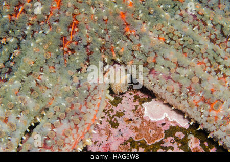 Sunflower Sea Star tentacles Stock Photo