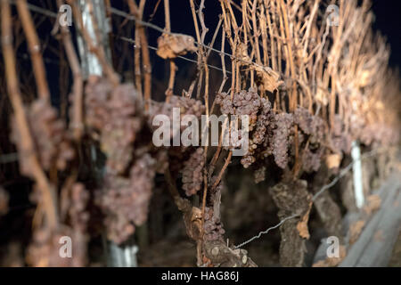 Frost-covered silvaner grapes, which are to be harvested for this year's Eiswein, in Nordheim am Main, Germany, 30 November 2016. Photo: Daniel Karmann/dpa Stock Photo