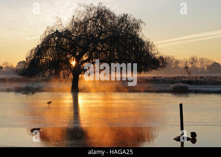 Bushy Park, SW London, UK. 30th November 2016. With overnight lows of minus 6 degrees celsius it was a cold start to the day, as the sun rose over the Heron Pond in Bushy Park, SW London. Stock Photo