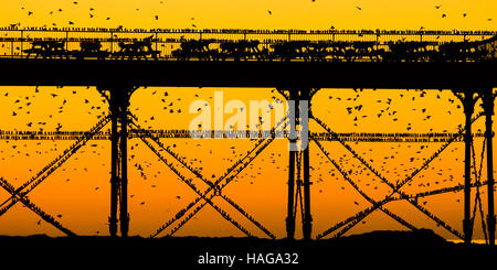 Aberystwyth Wales UK, Wednesday 30 November 2016 UK weather : As the sun set dramatically into an orange sky over Cardigan Bay on another bitterly cold evening flocks of starlings fly in from their daytime feeding grounds to perch on Aberystwyth pier on the coast of west Wales At dusk every night in the autumn and winter, tens of thousands of the birds gather to roost together safely overnight on the latticework of cast iron legs underneath the Victorian seaside pier . Credit:  keith morris/Alamy Live News Stock Photo