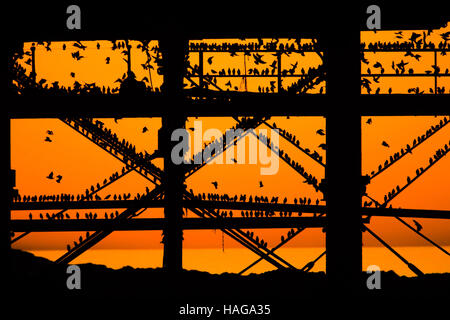 Aberystwyth Wales UK, Wednesday 30 November 2016 UK weather : As the sun set dramatically into an orange sky over Cardigan Bay on another bitterly cold evening flocks of starlings fly in from their daytime feeding grounds to perch on Aberystwyth pier on the coast of west Wales At dusk every night in the autumn and winter, tens of thousands of the birds gather to roost together safely overnight on the latticework of cast iron legs underneath the Victorian seaside pier . Credit:  keith morris/Alamy Live News Stock Photo