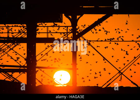 Aberystwyth Wales UK, Wednesday 30 November 2016 UK weather : As the sun set dramatically into an orange sky over Cardigan Bay on another bitterly cold evening flocks of starlings fly in from their daytime feeding grounds to perch on Aberystwyth pier on the coast of west Wales At dusk every night in the autumn and winter, tens of thousands of the birds gather to roost together safely overnight on the latticework of cast iron legs underneath the Victorian seaside pier . Credit:  keith morris/Alamy Live News Stock Photo