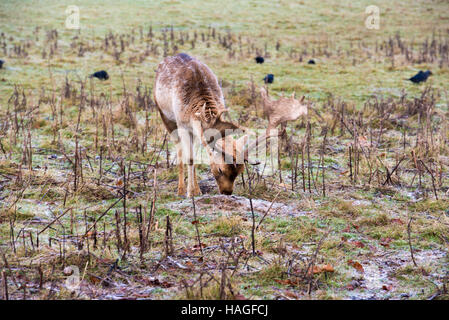 Brentwood, Essex, 1st December 2016, Misty morning in Weald Park  with deer Credit:  Ian Davidson/Alamy Live News Stock Photo