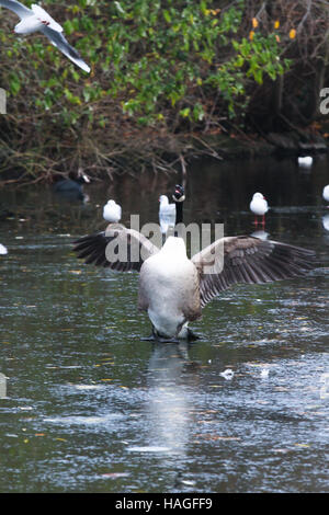 North London, UK. 1st Dec 2016. Ducks waddle awkwardly on a frozen pond at Finsbury Park, North London following overnight freezing temperatures. Credit:  Dinendra Haria/Alamy Live News Stock Photo