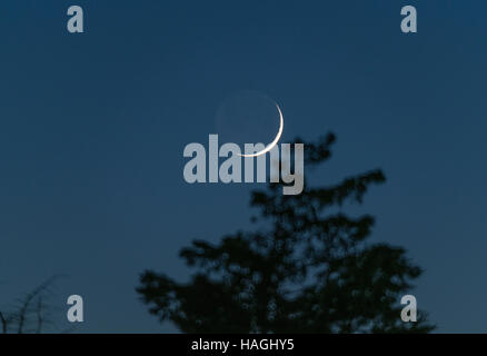 Wimbledon, London, UK. 1st December 2016. A thin waxing crescent moon sets behind a pine tree on the first night of winter in south western sky. Credit:  Malcolm Park editorial/Alamy Live News. Stock Photo