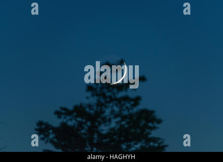 Wimbledon, London, UK. 1st December 2016. A thin waxing crescent moon sets behind a pine tree on the first night of winter in south western sky. Credit:  Malcolm Park editorial/Alamy Live News. Stock Photo