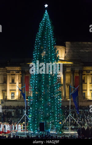 Trafalgar Square, London, Uk, 1st December 2016. The Trafalgar Square Christmas Tree is lit on Dec 1st, signalling the countdown to Christmas. Thre tree is a gift from the people of Norway to London, in thanks for Britain's support in World War II. The tradition has happened every year since 1947. Credit:  Imageplotter News and Sports/Alamy Live News Stock Photo