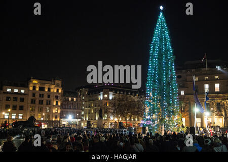 London, UK. 1st Dec, 2016. The 70th Norwegian spruce Christmas tree gifted by the city of Oslo to London as a Christmas tree is lit in Trafalgar Square. Credit:  Mark Kerrison/Alamy Live News Stock Photo