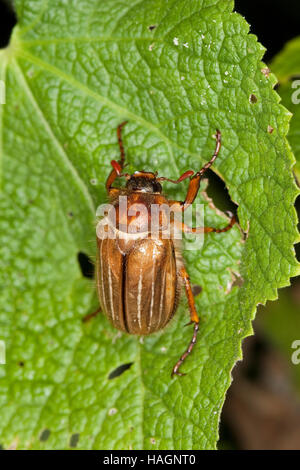 Junikäfer, Gerippter Brachkäfer, Sonnenwendkäfer, Amphimallon solstitiale, summer chafer, European june beetle Stock Photo