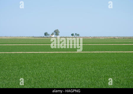 Rice Harvest in Arkansas Rice field in the Delta region of Arkansas Stock Photo 