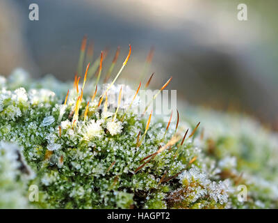 close-up of sparkling frost crystals on picturesque moss with seed capsules in Winter Stock Photo