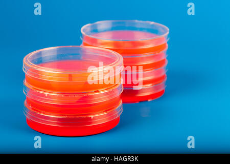 Petri dishes with red fluid on blue background Stock Photo