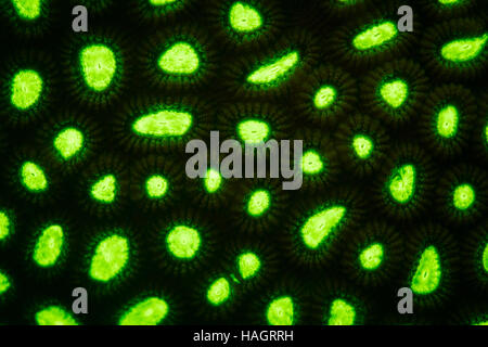 A coral on a Pacific reef fluoresces underwater as blue light excites fluorescent proteins within the coral's epidermis. Stock Photo