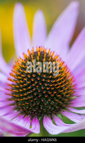 Centre of a pink Echinacea in  close up Stock Photo