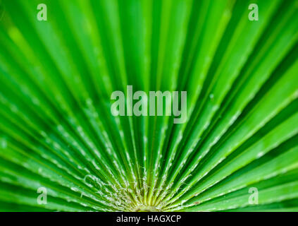 Lines radiating on a palm leaf Stock Photo