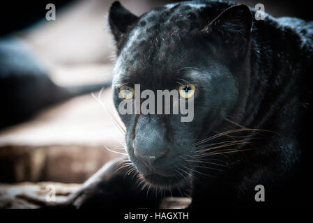 black panther on dark background Stock Photo