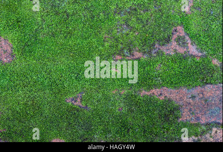 Top view of green moss on wet floor,nature background. Stock Photo