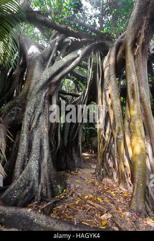 Giant Banyan tree  (Ficus macrophylla columnaris), endemic to Lord Howe Island, New South Wales, NSW, Australia Stock Photo