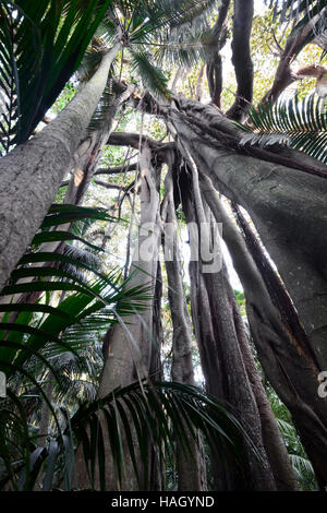 Giant Banyan tree  (Ficus macrophylla columnaris), endemic to Lord Howe Island, New South Wales, NSW, Australia Stock Photo