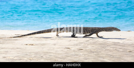 Sand goanna (Varanus gouldii) on the beach at Coral Bay, Western Australia Stock Photo