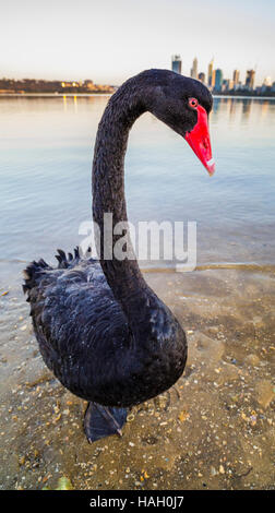A black swan (Cygnus atratus) on the shores of the Swan River. Stock Photo