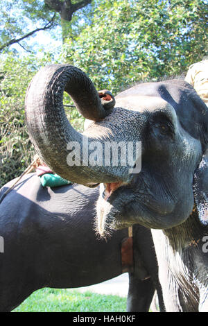 Elephant trunk. Stock Photo