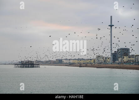 Stunning spectacle of starlings birds murmuration flying over sea in Winter Stock Photo