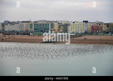 Stunning spectacle of starlings birds murmuration flying over sea in Winter Stock Photo