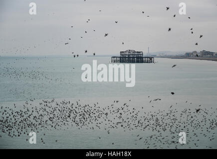 Stunning spectacle of starlings birds murmuration flying over sea in Winter Stock Photo