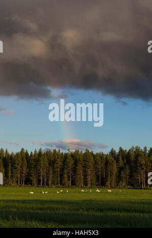 Whooper Swan (Cygnus cygnus), flock resting on the grass with rainbow in background Stock Photo