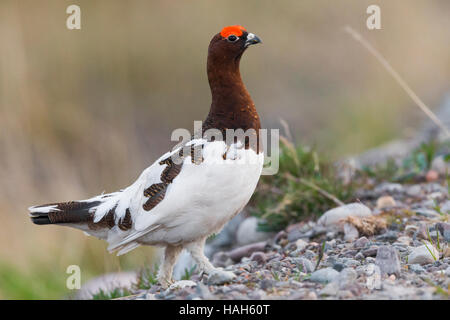 Willow Ptarmigan (Lagopus lagopus), adult male standing on the ground Stock Photo