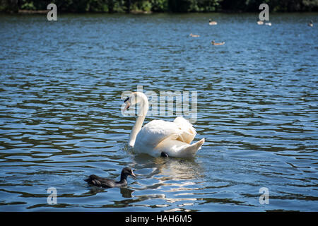 Swan swimming in lake Stock Photo